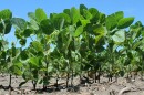 Most of the soybeans, like those pictured here, and corn grown in the United States are geneticall modified. Some new varities are not required to undergo federal regulation.