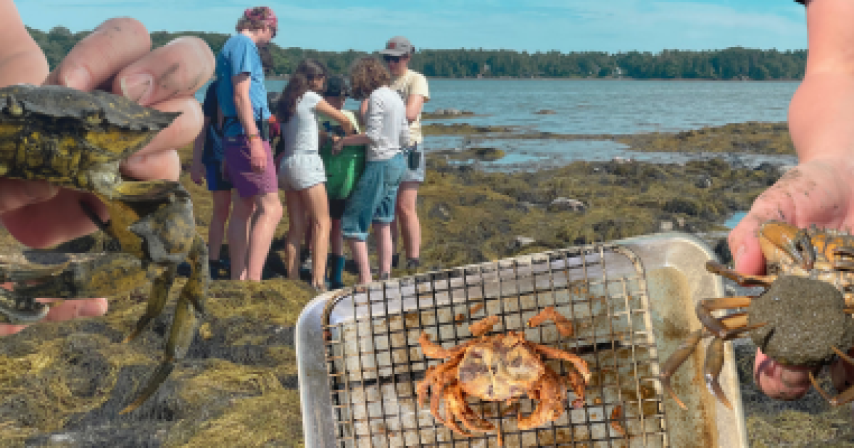 planet maine vol. 32: green crab week; a new tick-borne illness
