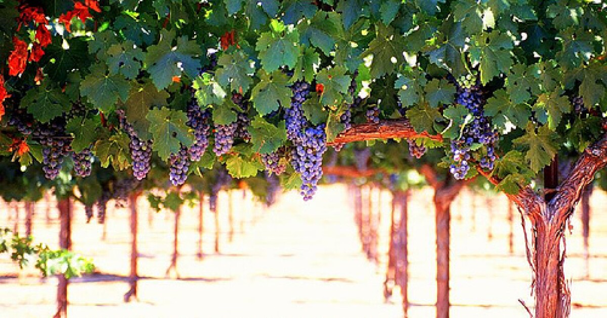 How the Paso Robles wine industry deals with growth, drought, and attention