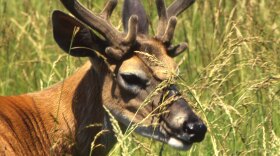 Whitetail Deer