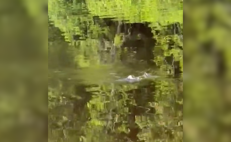 A screenshot from a video supposedly of an alligator near Floodwood was shared on social media on July 26, 2025.