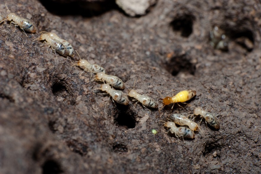 Formosan termites.