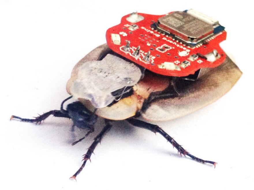 What's Creepy, Crawly And A Champion Of Neuroscience? | Connecticut Public What's Creepy, Crawly And A Champion Of Neuroscience? | Connecticut Public