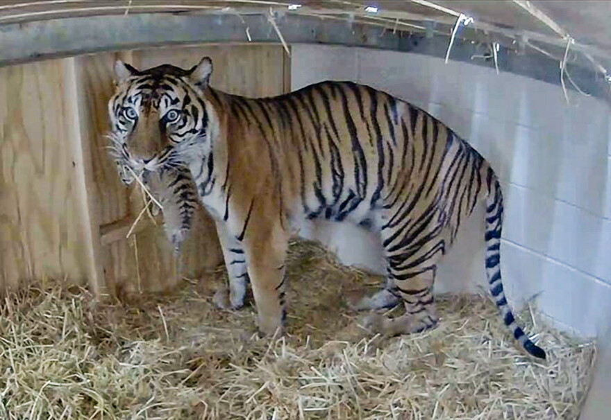 Http Tiger Little tiger paws pitter-patter at the Louisville Zoo