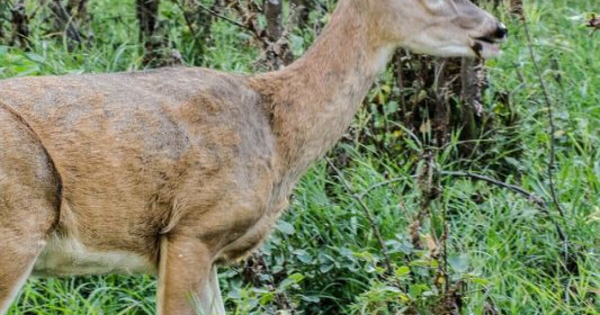 A Few New Cases of CWD Found in Missouri During November 2017 Deer Sampling