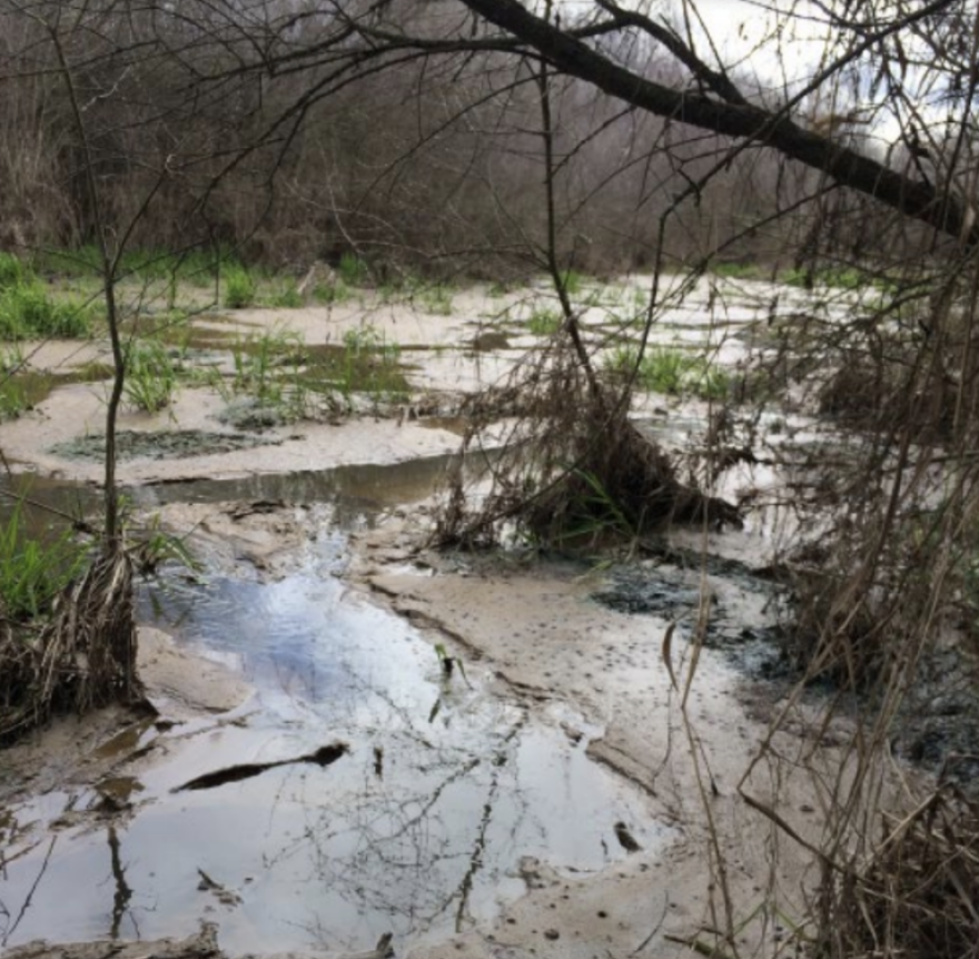 Caris Creek full of cow manure discharged from the Noble Family Dairy.