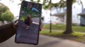 Chandell Graham holds her phone with a photo of a rooster roaming her neighbor that she took earlier in the summer. Neighbors have complained about a home on the block that has unpermitted chickens and an illegal rooster that have been roaming the streets. The City of Rochester has brought a lawsuit against the home owner who is keeping the chickens in the back yard.