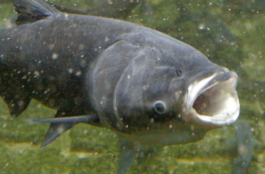 Asian Carp