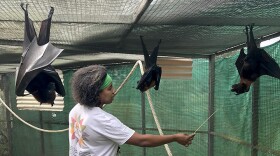 Dee McBride feeds bats inside the bat house at Lubee Bat Conservancy on Sunday, Dec.2. (Amanda Roland/WUFT News)