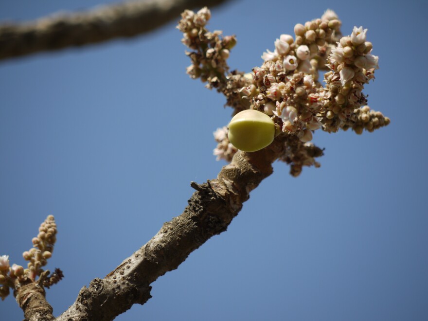 A Boswellia serrata tree, source for Indian frankincense.