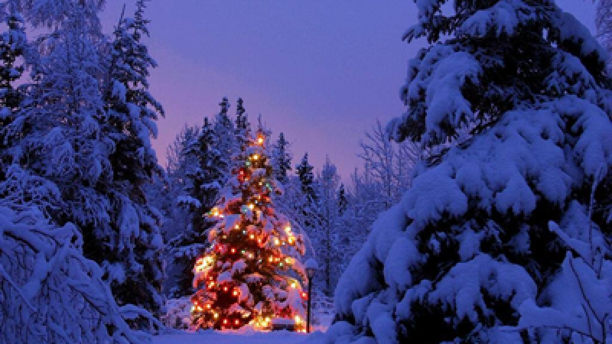 2022 Arizona Christmas Tree Permits Kaibab National Forest To Begin Issuing Christmas Tree Permits