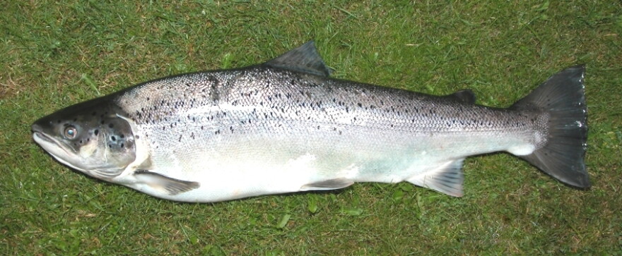Spotted Seatrout