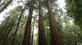 Coastal Redwood trees stand at Muir Woods National Monument, an old-growth forest located north of San Francisco. (Justin Sullivan/Getty Images)