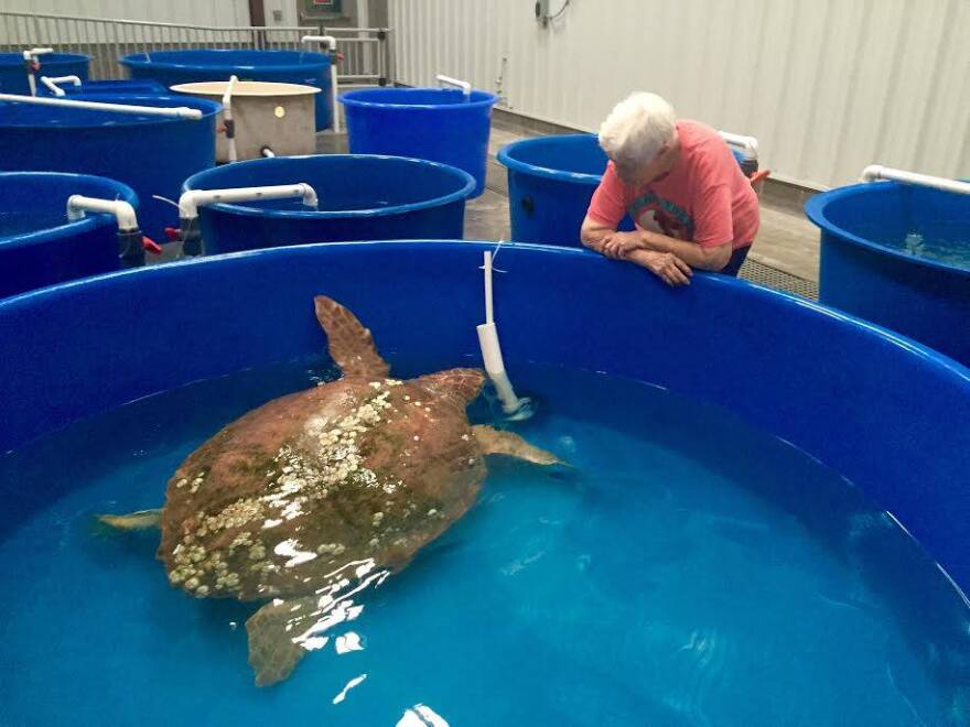 Since it opened, the Karen Beasley center has treated more than 1,600 sick and injured sea turtles.