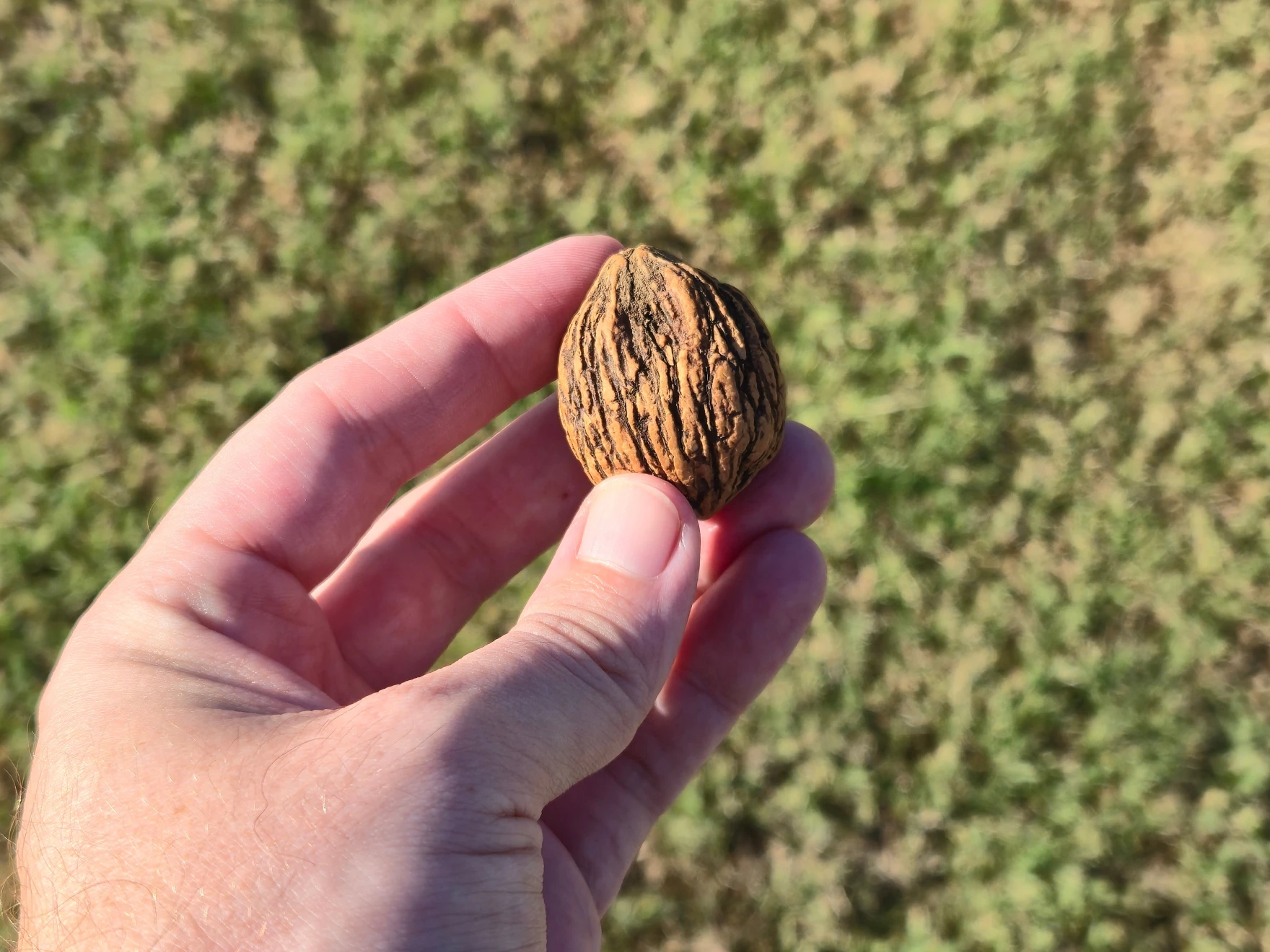 Local company sends the Ozarks most foragable nut nationwide