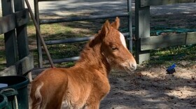 The newborn foal that now resides with the Foundation for Shackleford Horses.