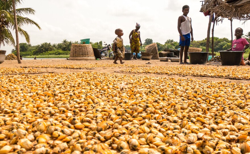 Thousands of clams dry in the sun at a harvesting site in Ghana's Volta River estuary. In recent years, clam fishers have lost access to many sites like this as more land is developed for tourism.