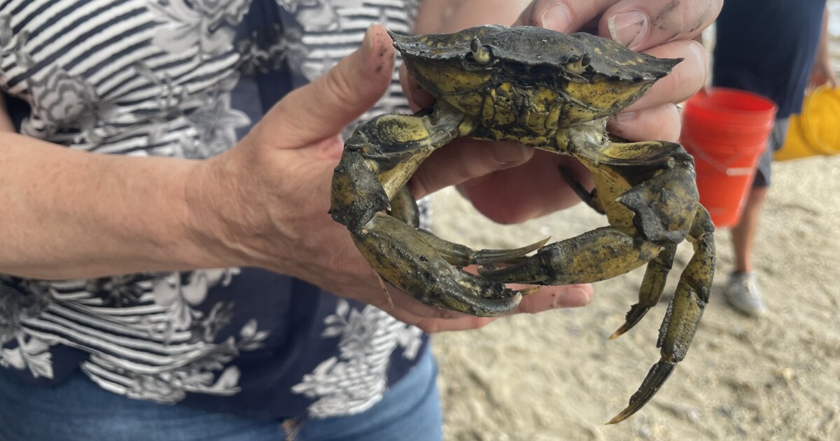Food, fertilizer, sport: What to do with the invasive green crab?
