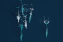 Gray whales migrate south along the Oregon coast between their summer feeding grounds in the Arctic and wintering lagoons in Mexico.