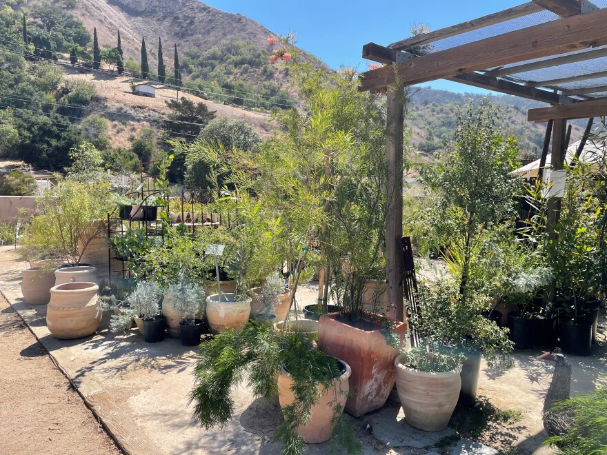 Australian Native Plants in Ventura County has one of the largest collections of Australian plants in the United States