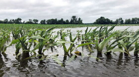 Flooded corn fields like this one in Jackson County are a common sight throughout the state.