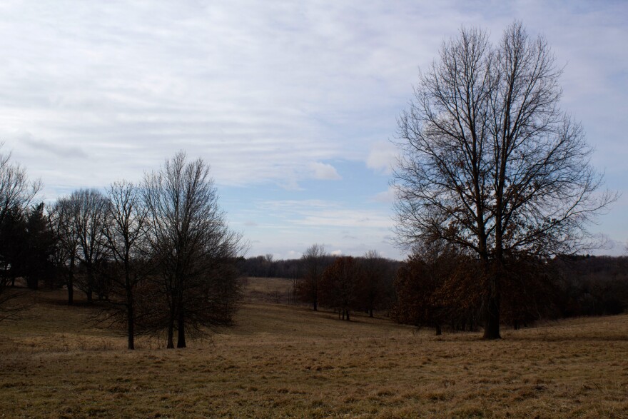 This part of Fleming's land is an in-process restoration of oak savannah, a native Iowa grassland that includes some trees.