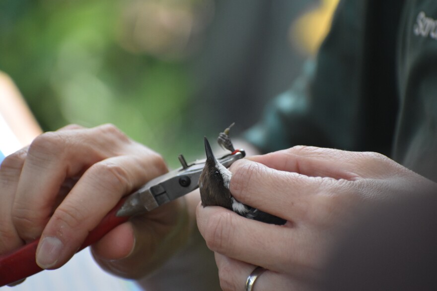 The tiny nuthatches were fitted with bands or radio transmitters to help track their progress.