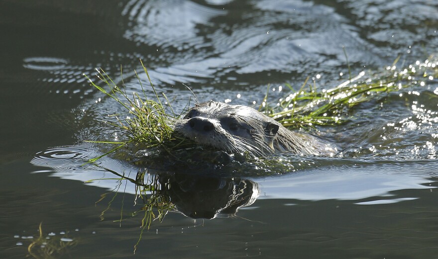 FILE - In this Thursday, Jan. 3, 2013 file photo, a river otter known as Sutro Sam carries seaweed back to its nest, in San Francisco. First there was Sutro Sam, the first river otter seen in San Francisco in decades, who delighted crowds of gawkers. Then, in October, a rower on Oakland's Lake Merritt saw one of the whiskered critters hoist himself onto a dock and munch on a fish. A month later a man who walks along Richmond Marina regularly was surprised by another otter. All were photographed and confirmed sightings of river otters on the edges of San Francisco Bay. The species once thrived here, but were nearly wiped out by decades of hunting, development and pollution. (AP Photo/Ben Margot)