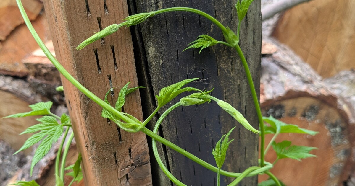 Good Gardening: Vines