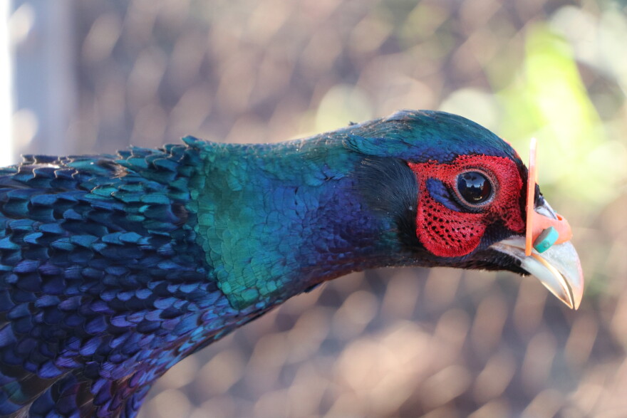 File - Small game bird at Kuaokala Game Management Area