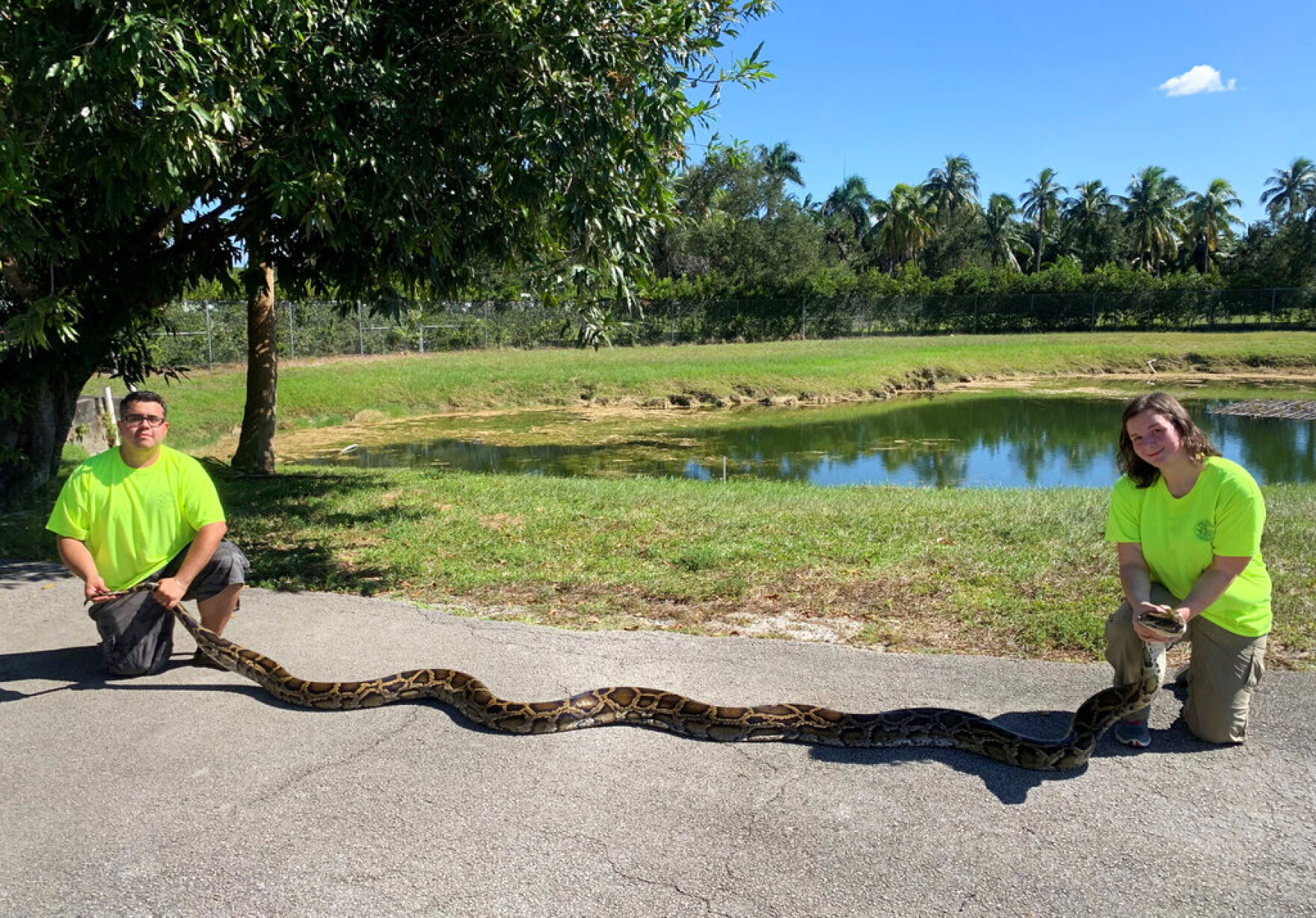 Burmese Python Hunt In Everglades Returns This Summer, DeSantis Says | WUSF