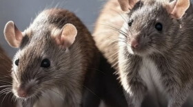 Close up of two rats, with pretty fluffy fur and their whiskers backlit by the sun. 