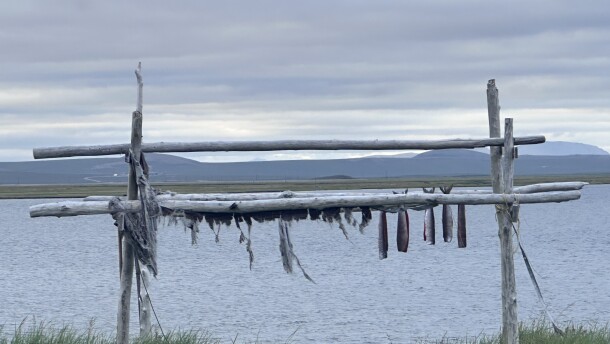 A fish drying rack outside of Kivalina in late July, 2025.