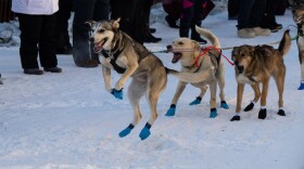Sled dogs jump in excitement at the starting line of the 2024 Iditarod ceremonial start in Anchorage on Saturday, March 2, 2024.