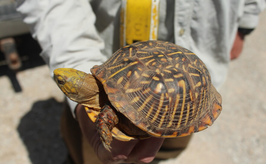 Specially Trained Dogs Help Conservationists Find Rare Iowa Turtles