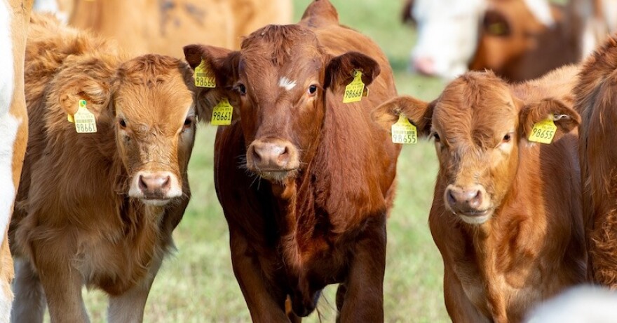 The Influenza D virus, first identified in 2011, circulates widely in cattle. Prior research published in the Virulence journal in 2023 suggests the virus' ability to infect or transmit to multiple animal species is cause for 'real concern' about its potential to spread to humans.
