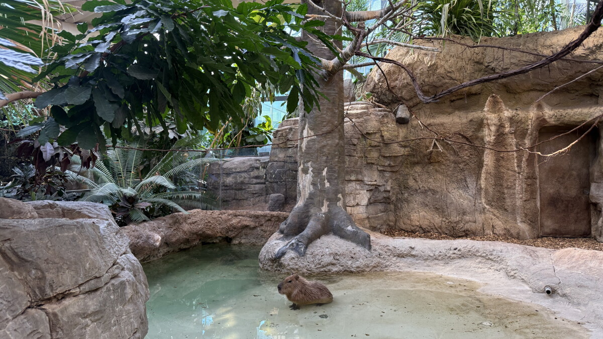 Cleveland Zoo's new Primate Forest invites guests in, orangutans out