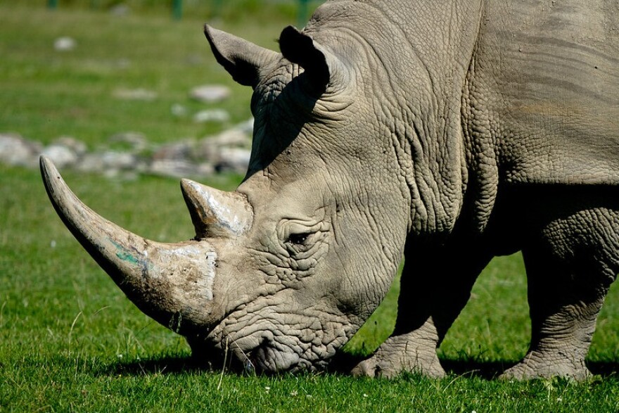 Rhino