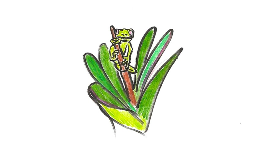 A stick with a frog.