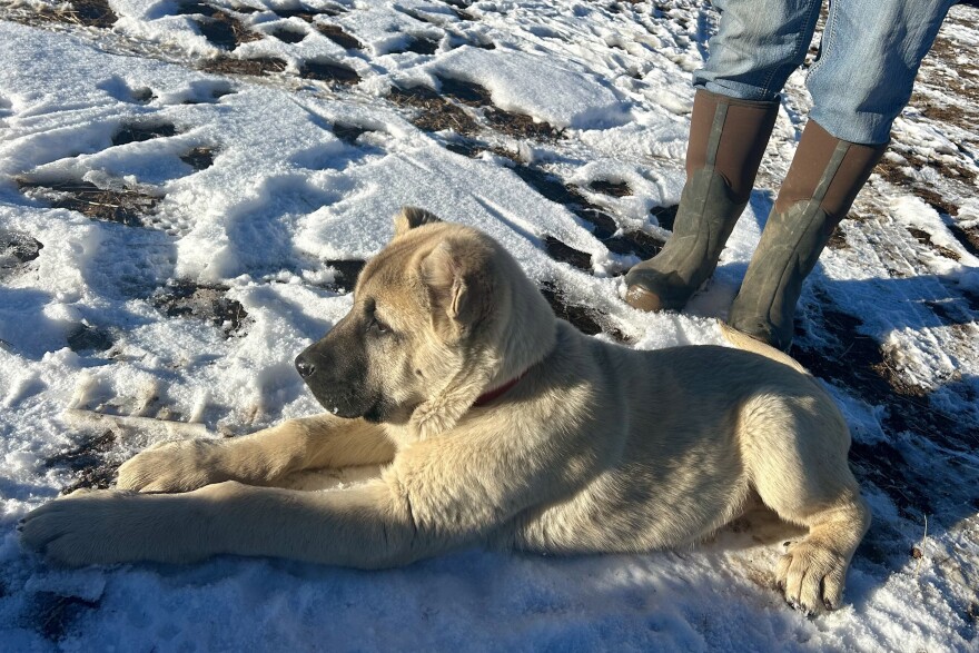 A young tan colored dog lays in snow. 