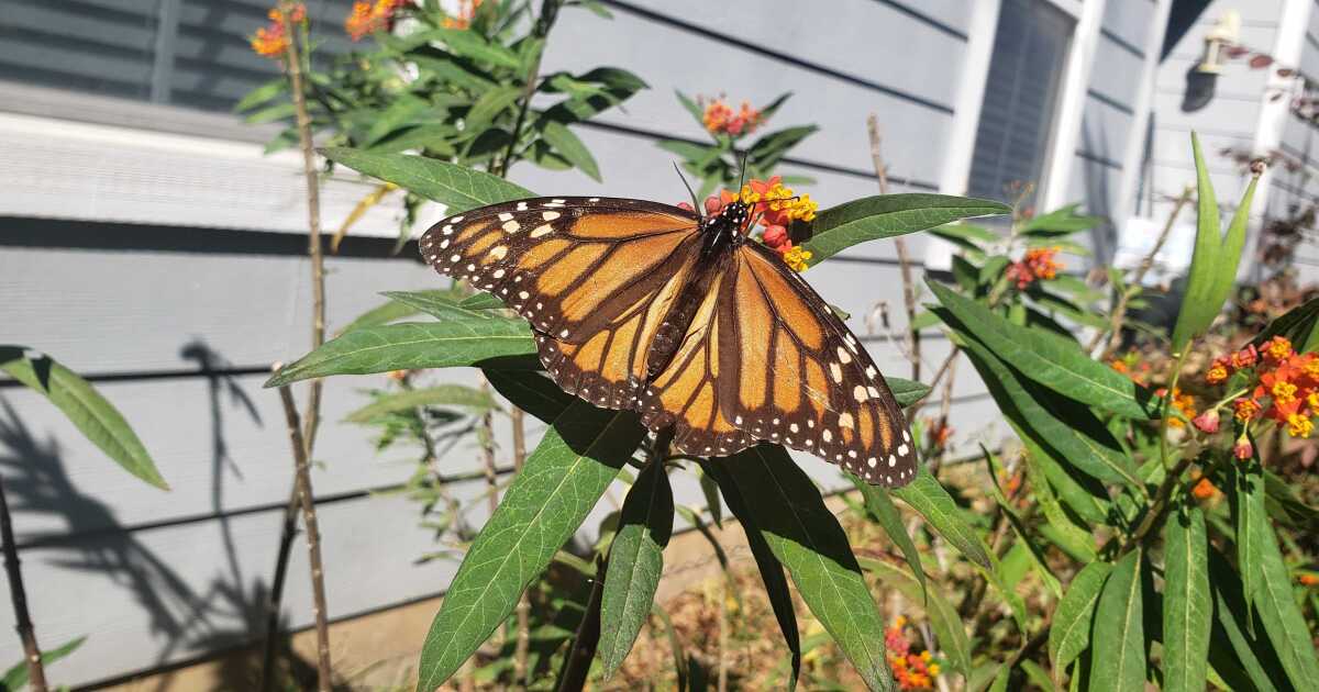 Monarch Butterflies Meet Criteria For Federal Protection, But Won't Be