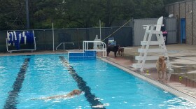 For two days near the end of the summer, Buhr Park Pool closes to humans and opens for dogs. 