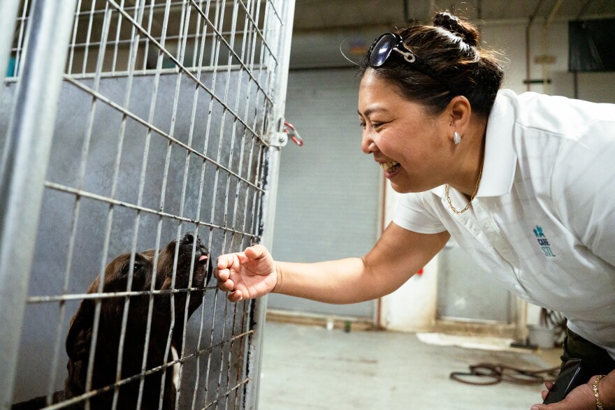 Weng Horak, the Founder and CEO of the Center for Animal Rescue and Enrichment of St. Louis, pets King Roscoe, a 3-year-old Mastiff and Terrier mix, at the nonprofit’s adoption center on Wednesday, June 18, 2025, in St. Louis’ Midtown neighborhood.