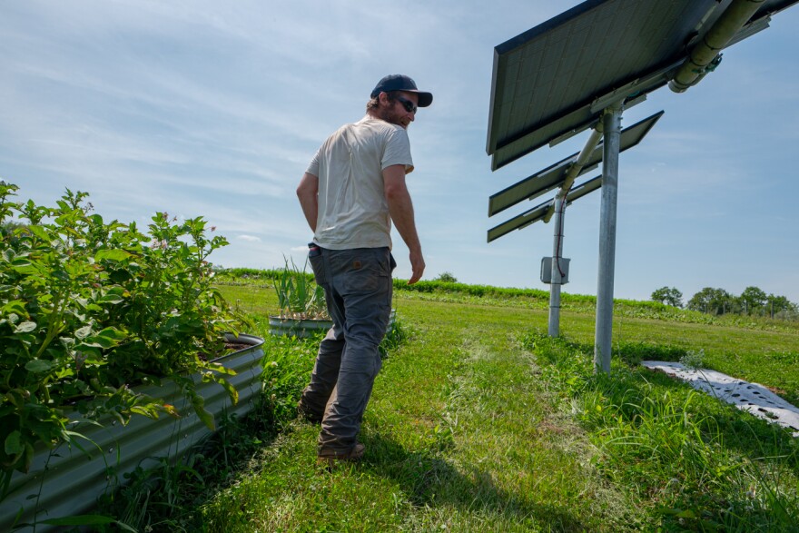 Teddy Pitsiokos inspects the crops growing under and between solar panels on the Roundabout Community Farm July 13, 2026.