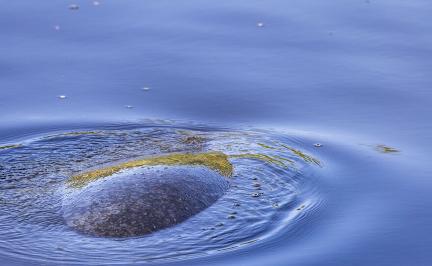 The manatees at Manatee Park in Lee County were very active in the warming waters in the park. 