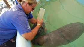 These manatee calves were perhaps days old when they were rescued, one with its umbilical cord still attached. Photo by Amy Green. 