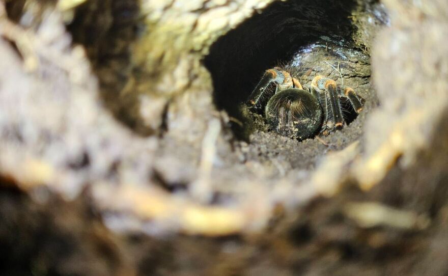 A red-legged tarantula found by one of our guides during the cloud forest canopy tour.