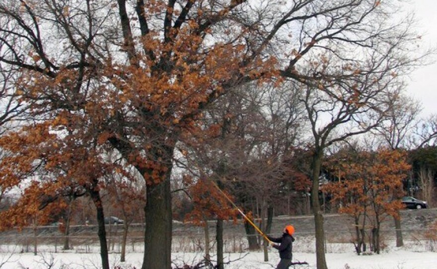 Pruning oak trees in winter significantly reduces the risk of spreading oak wilt, an invasive fungal disease spread by beetles.
