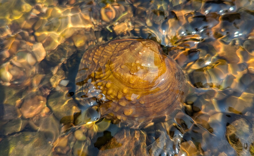The purple wartyback mussel.
