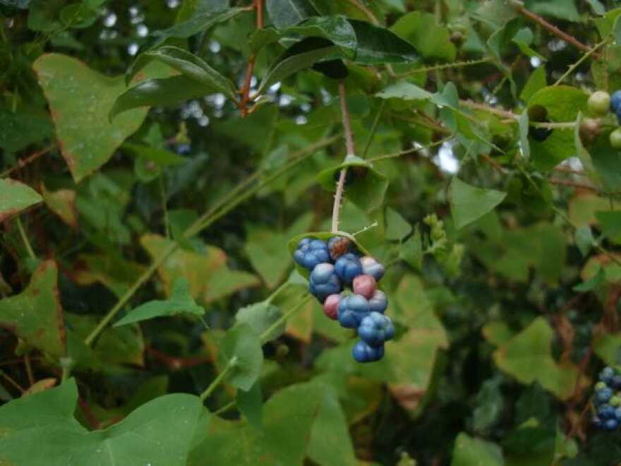 Invasive mile-a-minute weed with a cluster of blue berries